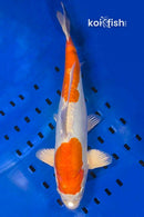 13.5" KIKUSUI