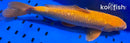 14.5" GINRIN CHAGOI