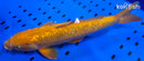 14.5" GINRIN CHAGOI