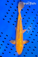 14.5" GINRIN CHAGOI