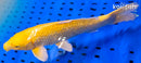 13.5" GINRIN YAMABUKI OGON