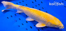 13.5" GINRIN YAMABUKI OGON