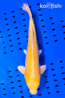 13.5" GINRIN YAMABUKI OGON