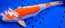 15.5" KIKUSUI