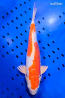 15.5" KIKUSUI