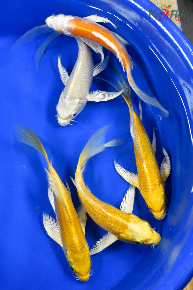 LOT OF (5) 4-5" ASSORTED BUTTERFLY KOI