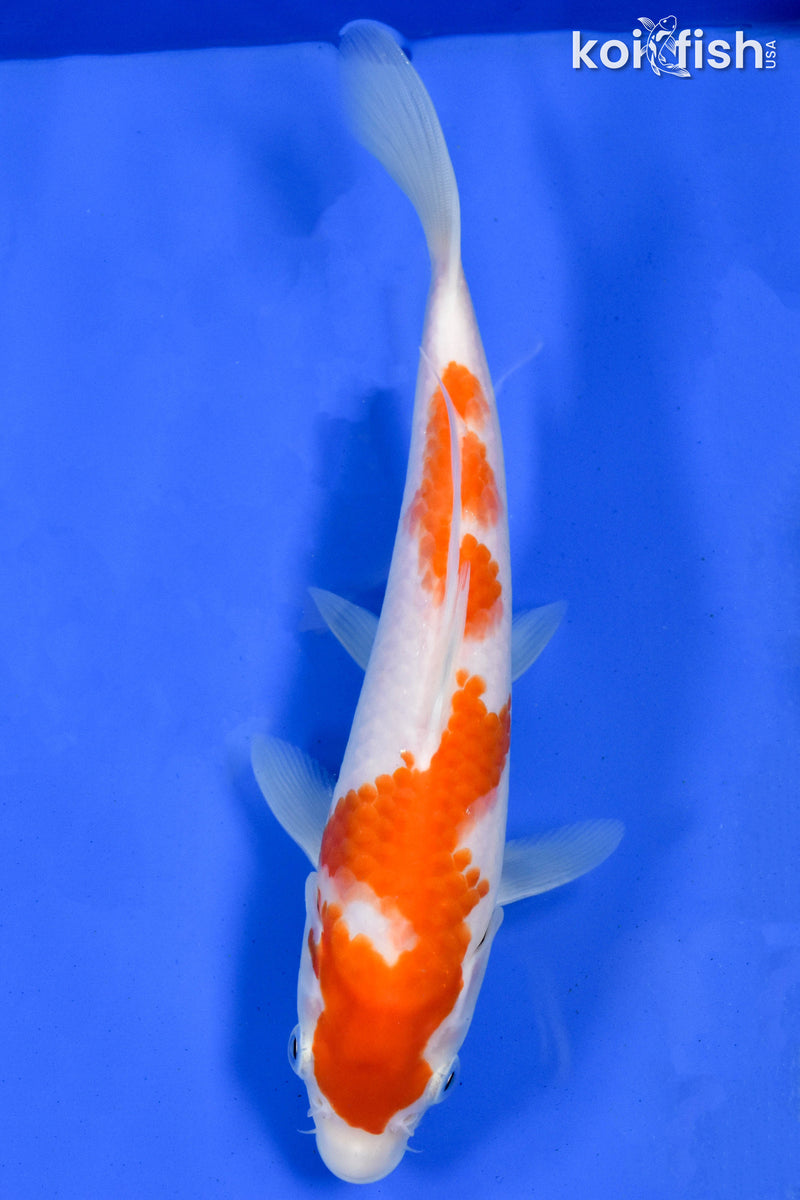 9" KOHAKU