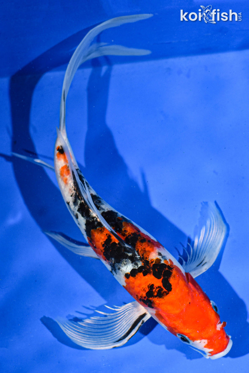 9" YAMATO NISHIKI BUTTERFLY