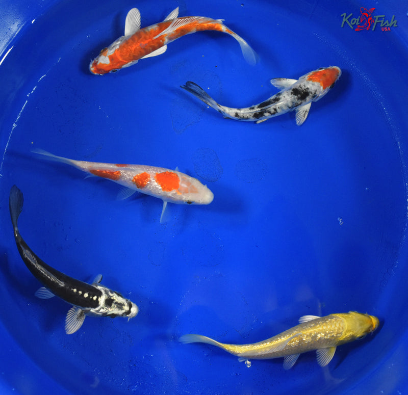 KOI PACK