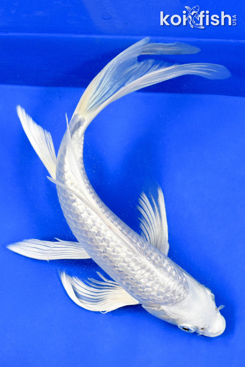 9" GINRIN PLATINUM OGON BUTTERFLY