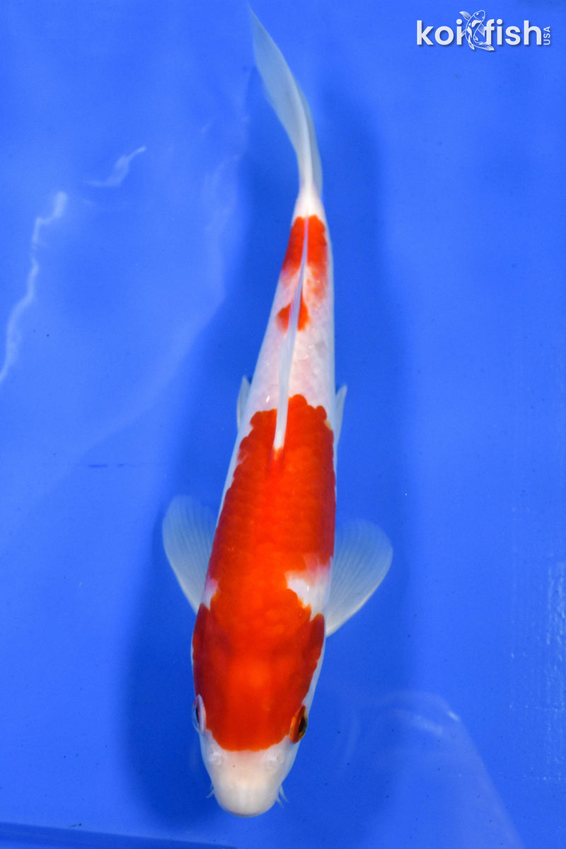 9.5" KOHAKU