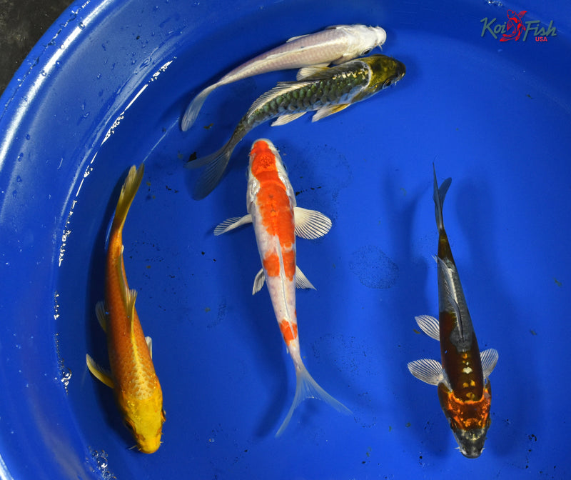 KOI PACK