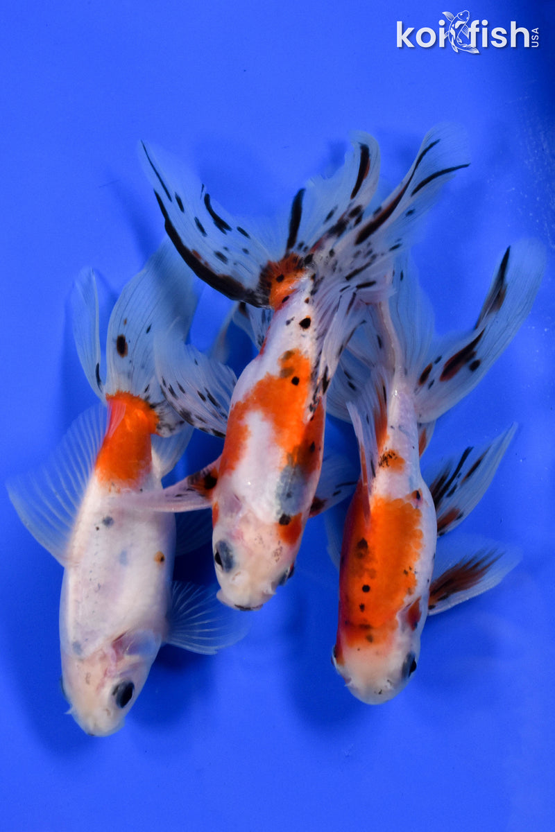 Exact Fish - Lot of (3) 4-6" Fantail Goldfish