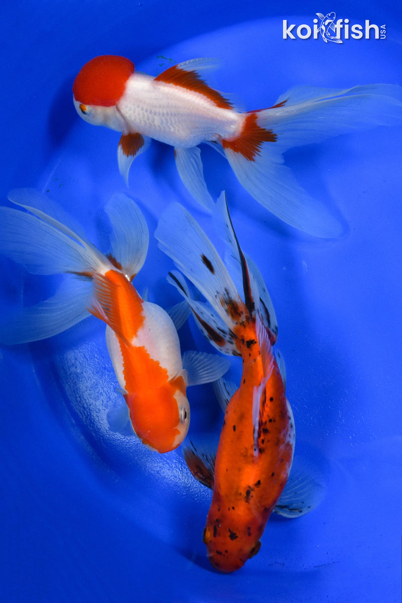 EXACT FISH - LOT OF (3) 5-6" FANTAIL GOLDFISH