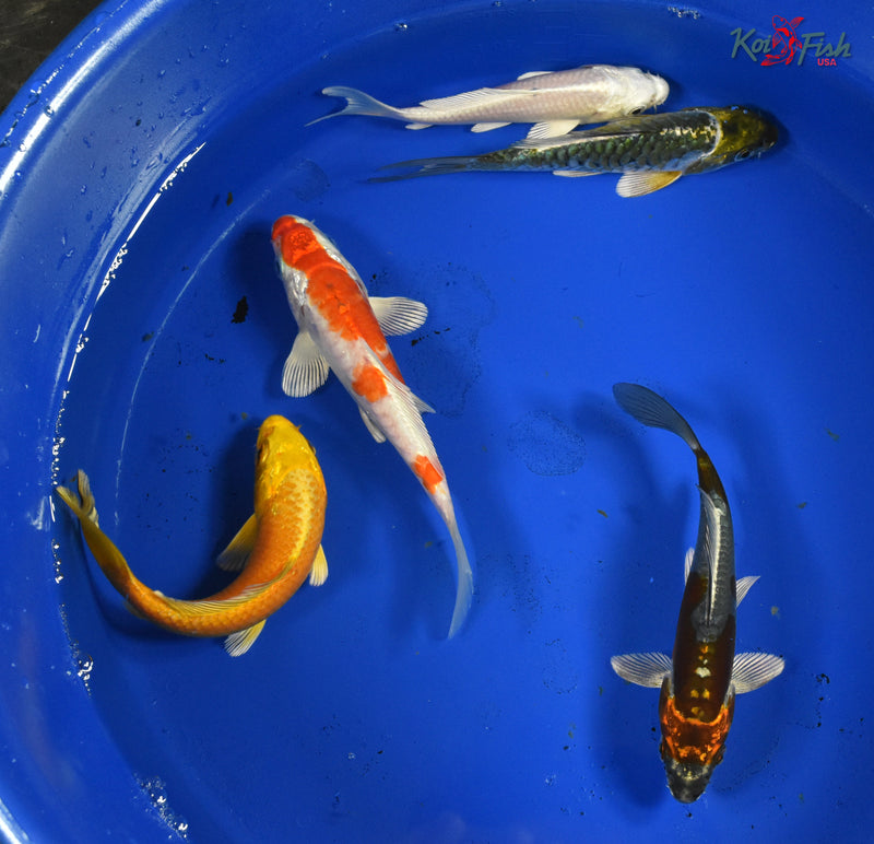 KOI PACK