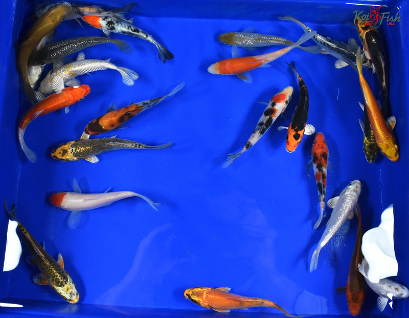 (5) ASSORTED 3-4" KOI