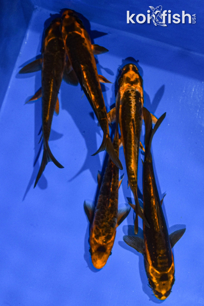 Pack of (5) 5-6" Standard Koi