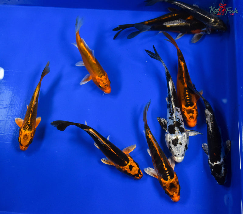 LOT OF (10) 5-6" ASSORTED KOI