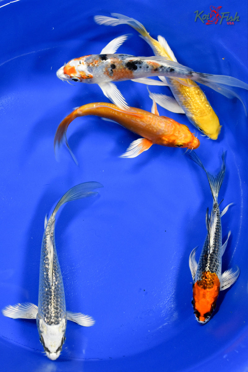 Lot of (5) 4-5" Assorted Butterfly Koi