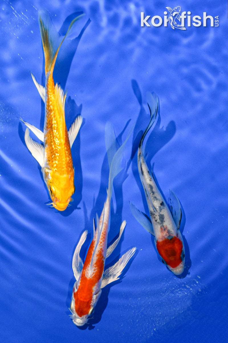 PACK OF (3) 5" BUTTERFLY KOI