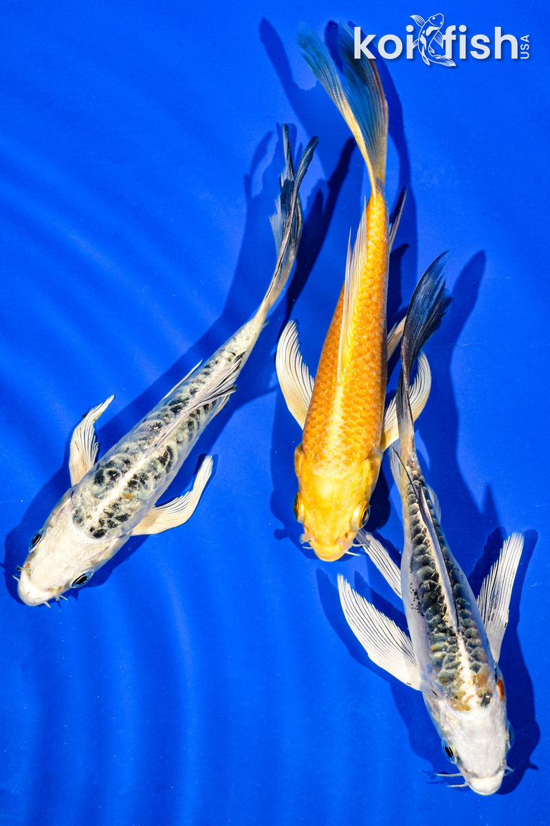 (3) 5-6" BUTTERFLY KOI