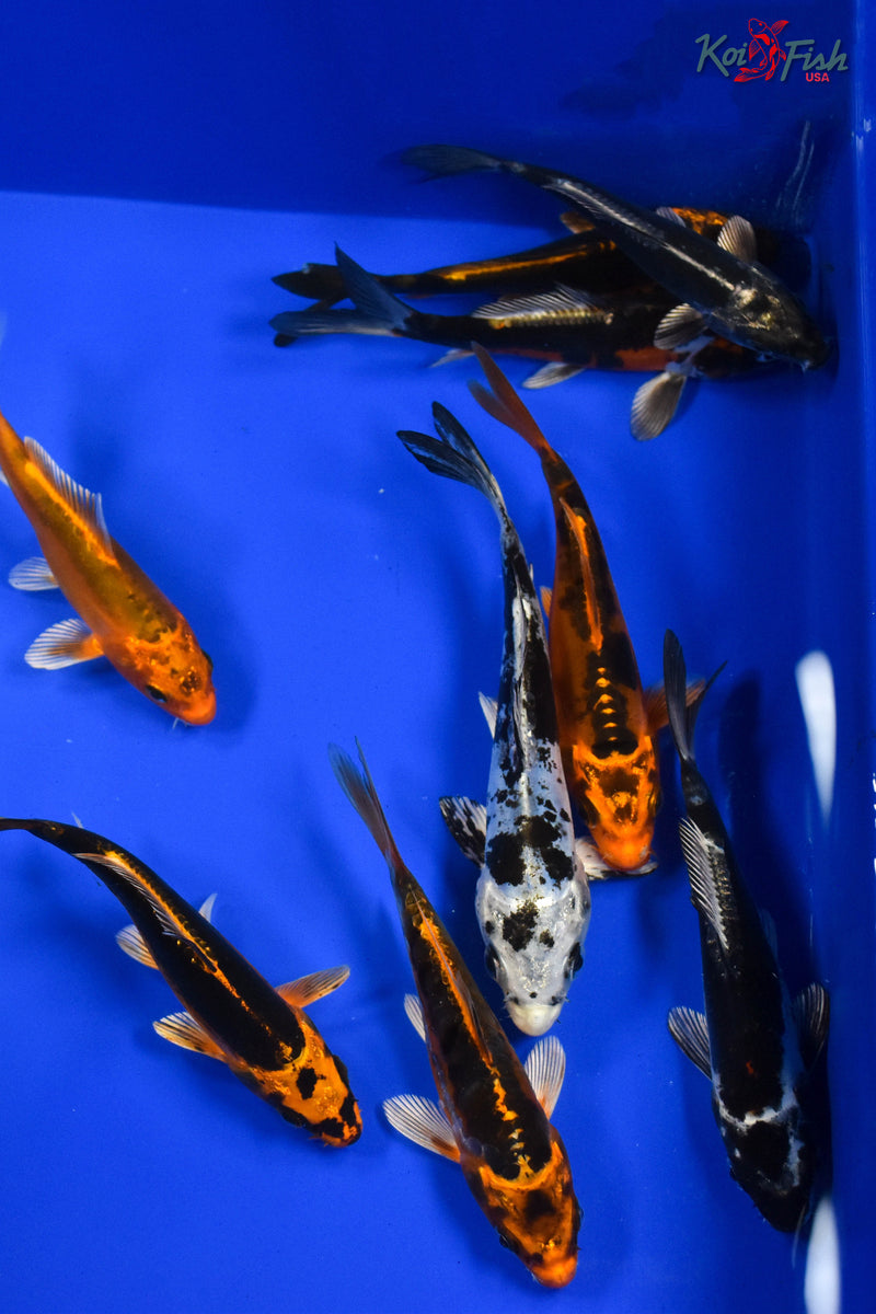 LOT OF (10) 5-6" ASSORTED KOI