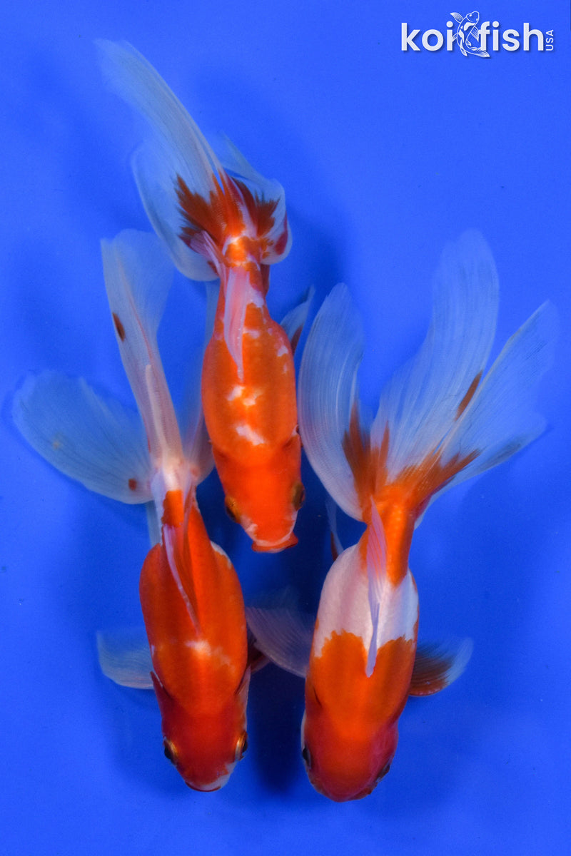 EXACT FISH - LOT OF (3) 4-6" FANTAIL GOLDFISH