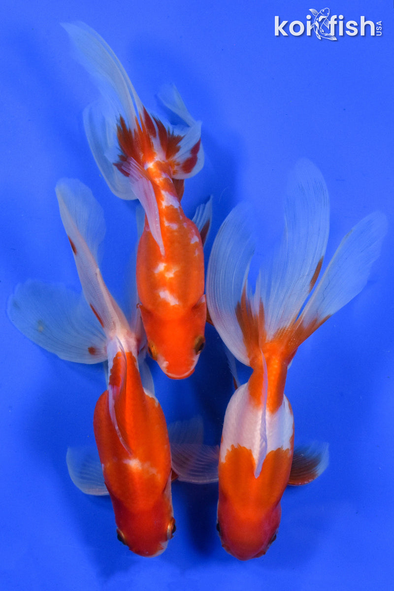 EXACT FISH - LOT OF (3) 4-6" FANTAIL GOLDFISH