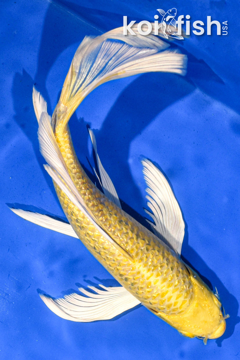 9" YAMABUKI OGON BUTTERFLY