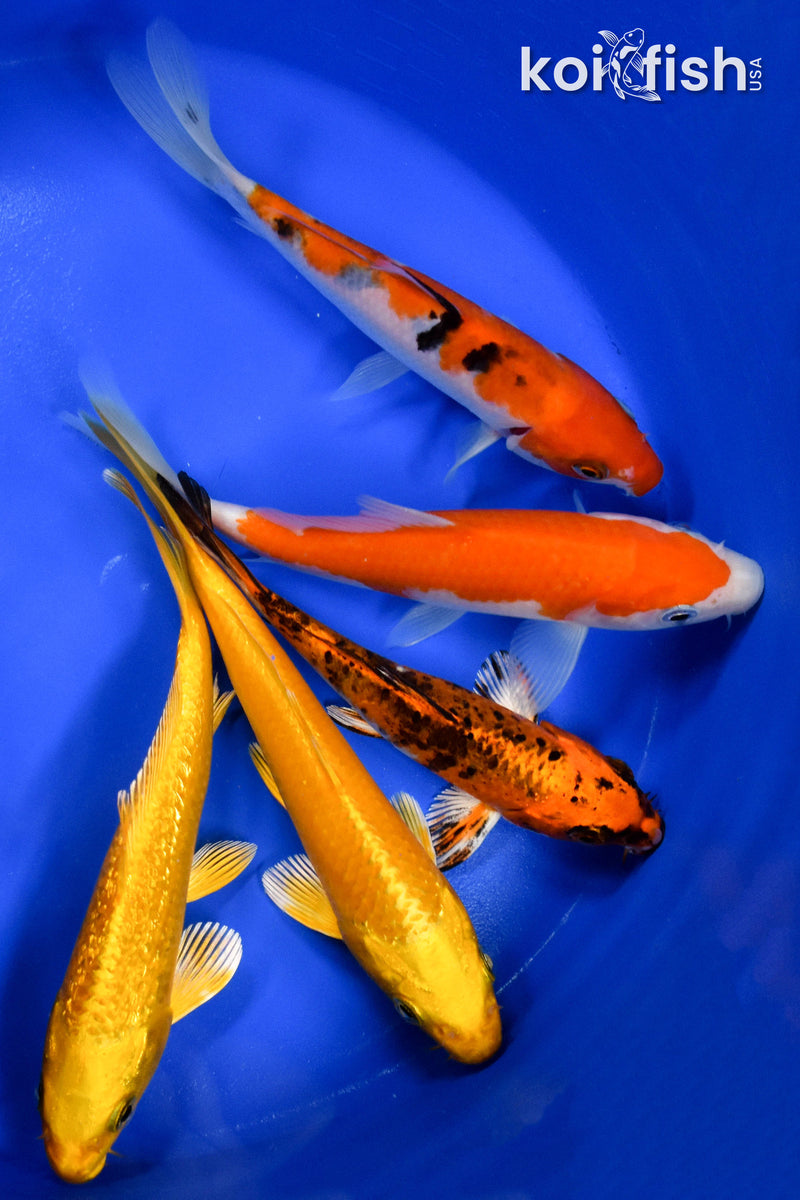 EXACT FISH - LOT OF (5) ASSORTED 5-6" STANDARD KOI