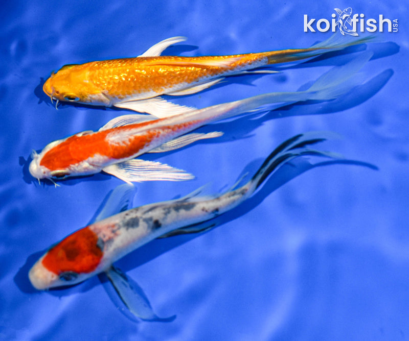 PACK OF (3) 5" BUTTERFLY KOI