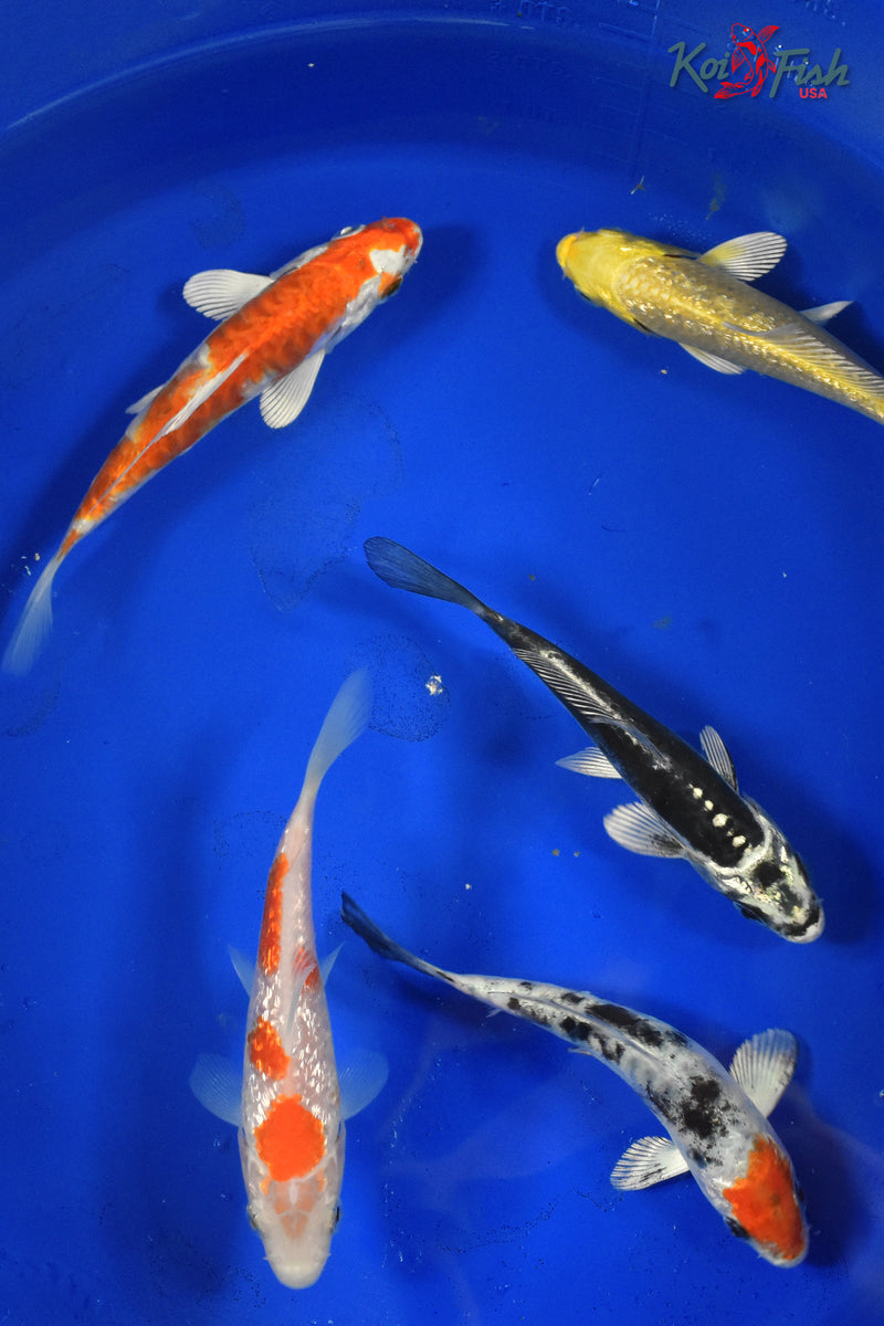 KOI PACK