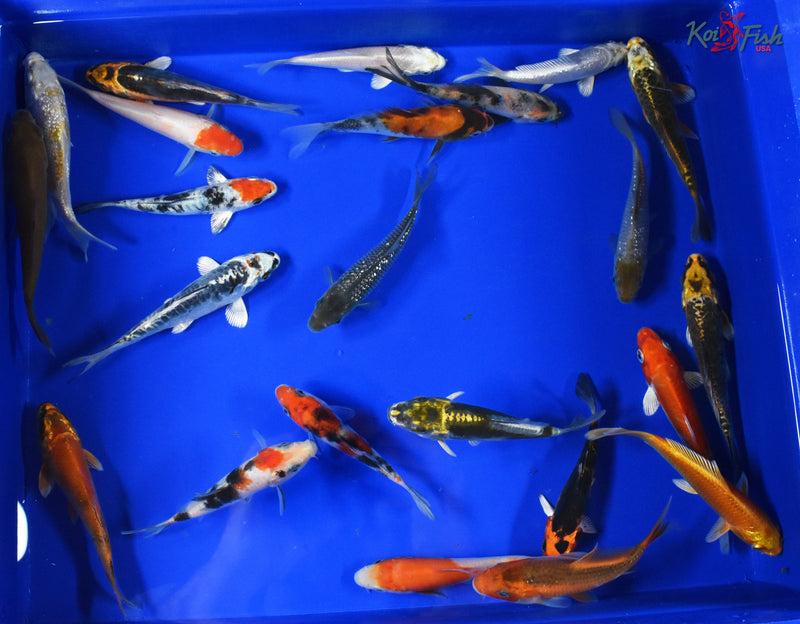 (5) ASSORTED 3-4" KOI