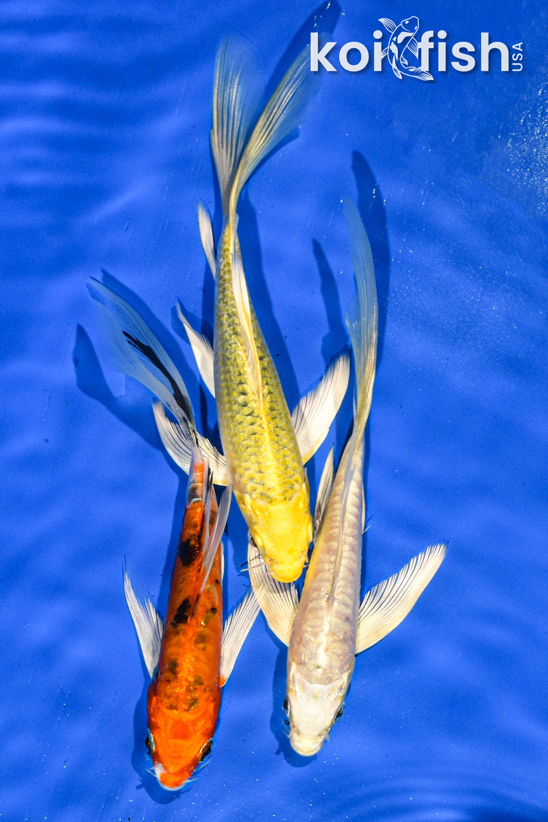 PACK OF (3) 6" BUTTERFLY KOI