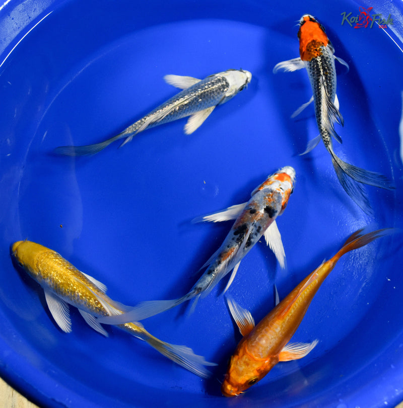 Lot of (5) 4-5" Assorted Butterfly Koi