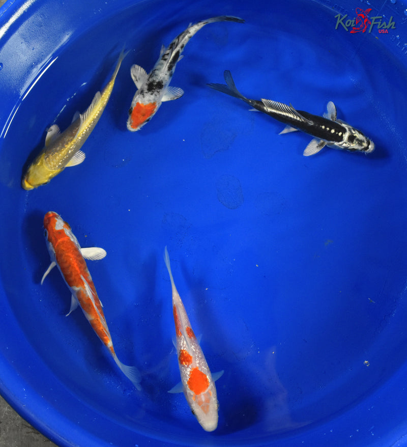 KOI PACK