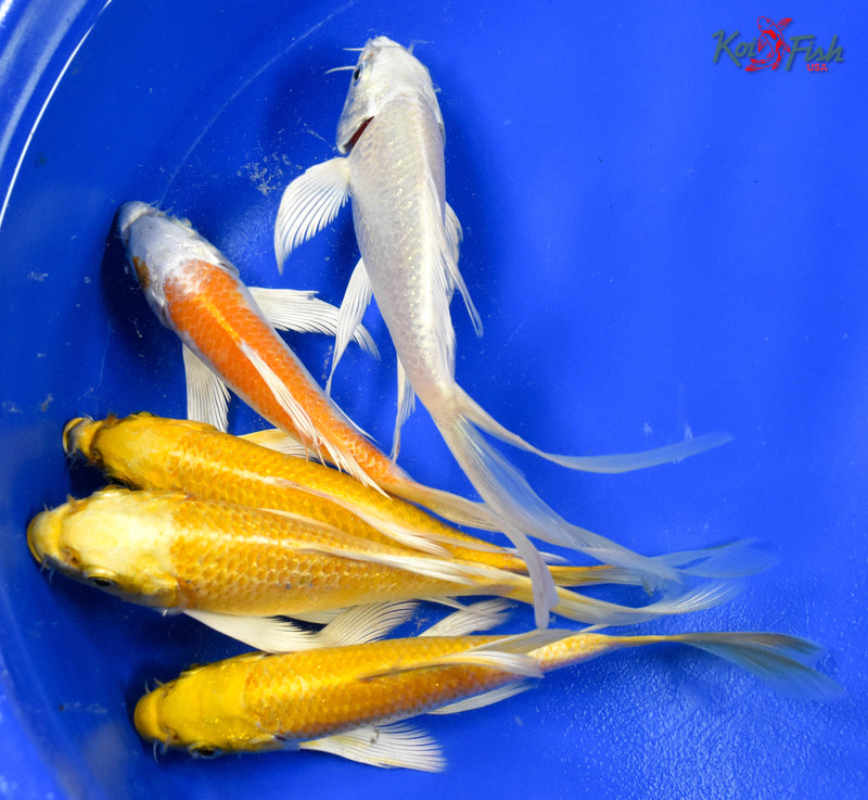 LOT OF (5) 4-5" ASSORTED BUTTERFLY KOI