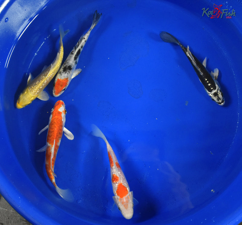 KOI PACK