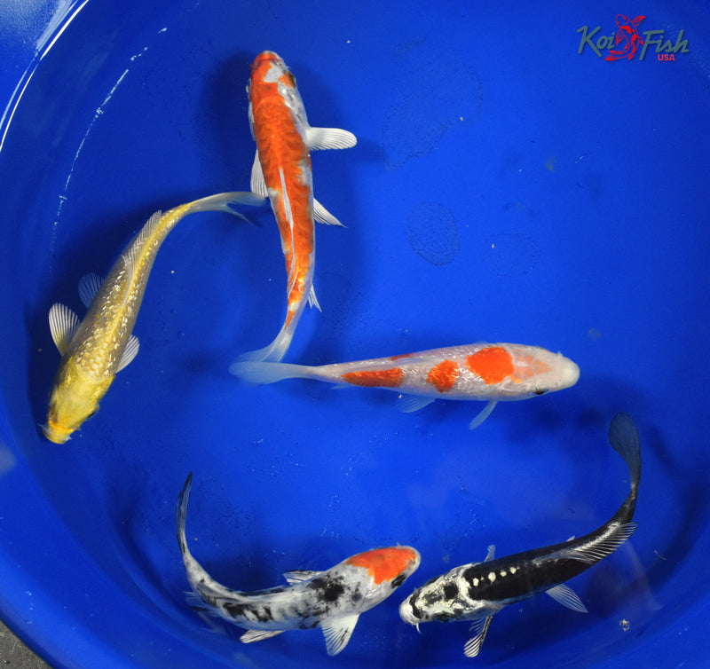 KOI PACK