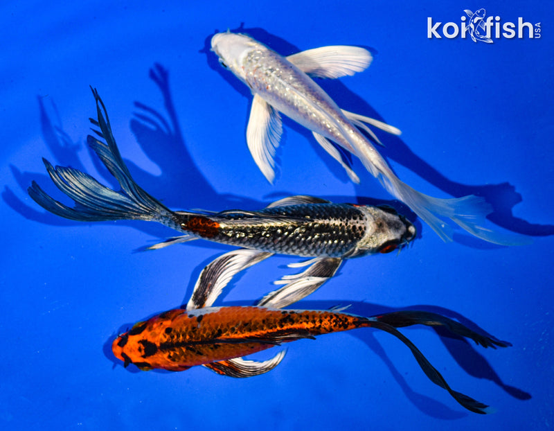 (3) 6-7" BUTTERFLY KOI