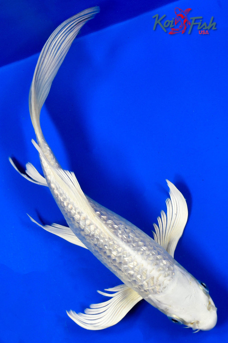 9" GINRIN PLATINUM OGON BUTTERFLY