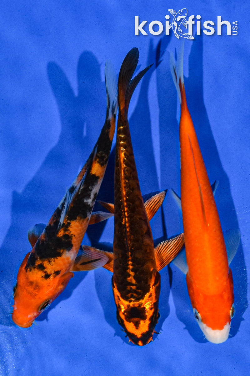 PACK OF (3) 5-6" STANDARD KOI