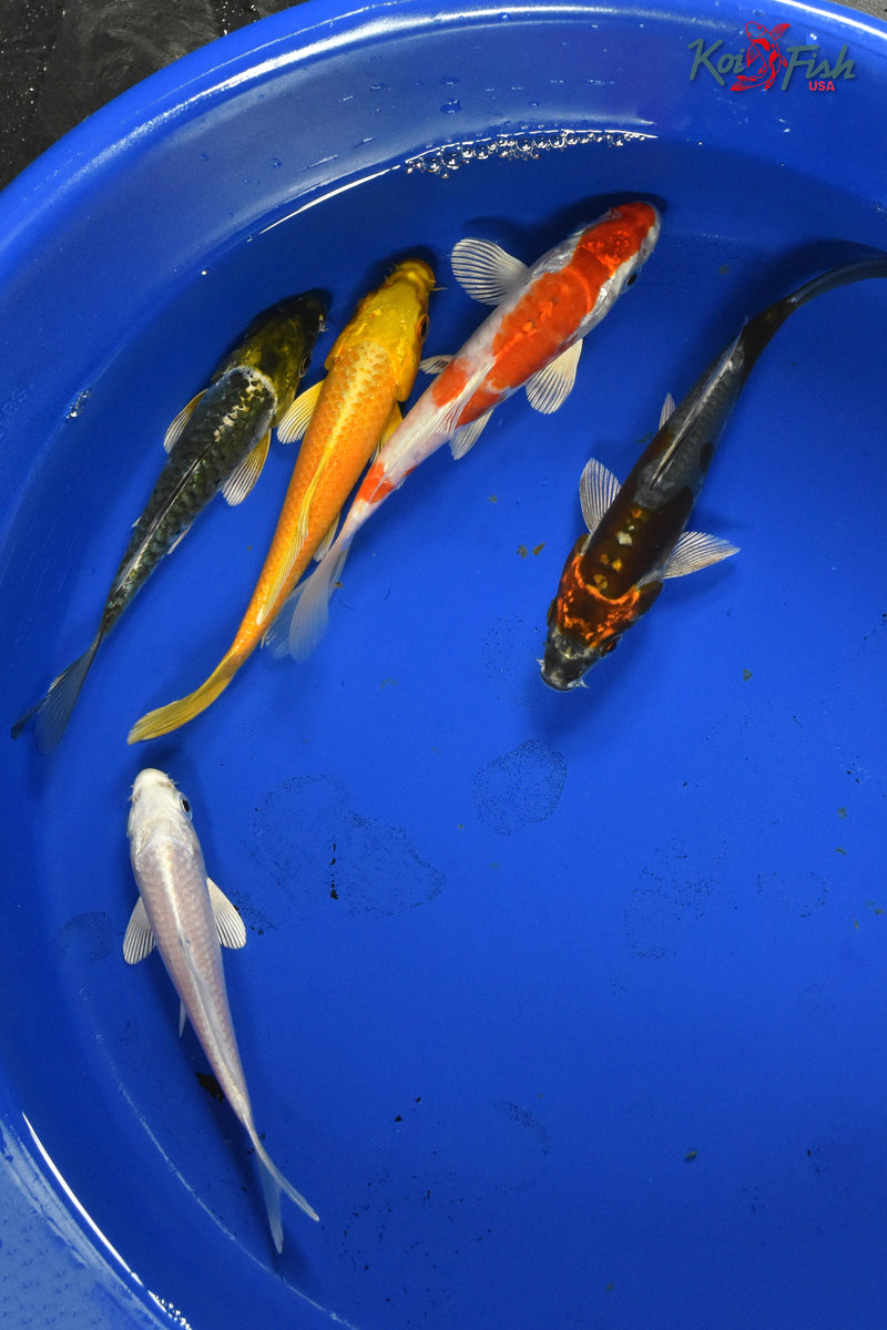 KOI PACK