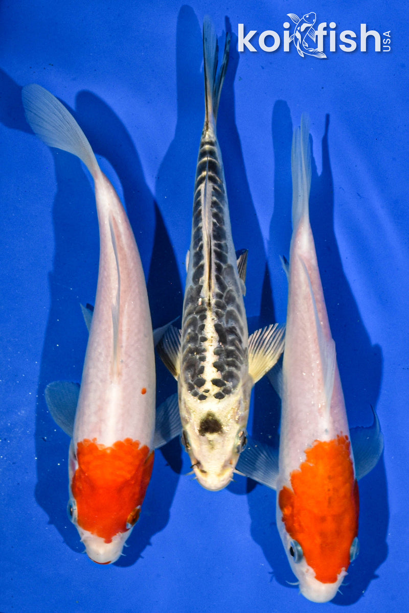 Pack Of (3) 6-7" Standard Koi