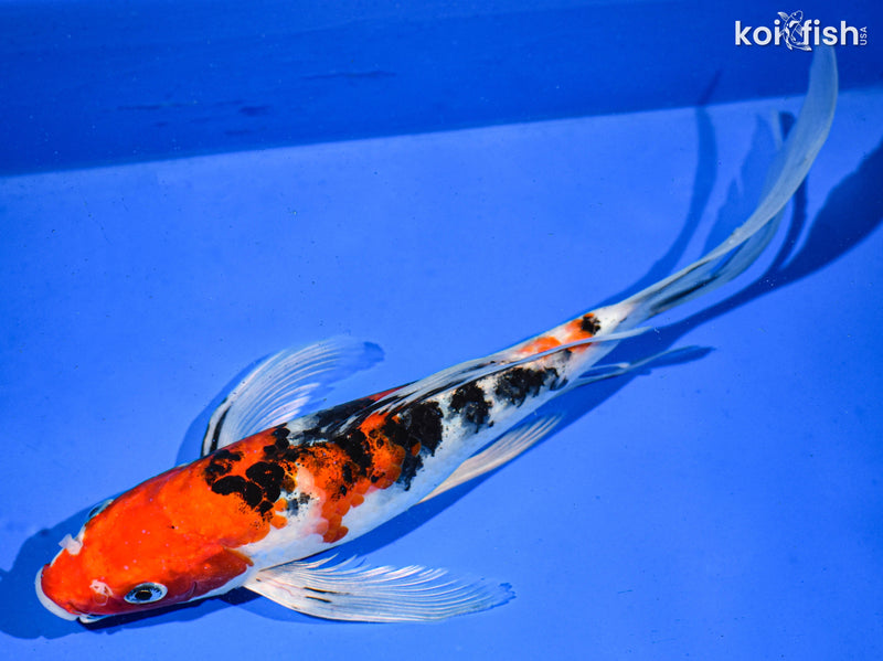 9" YAMATO NISHIKI BUTTERFLY