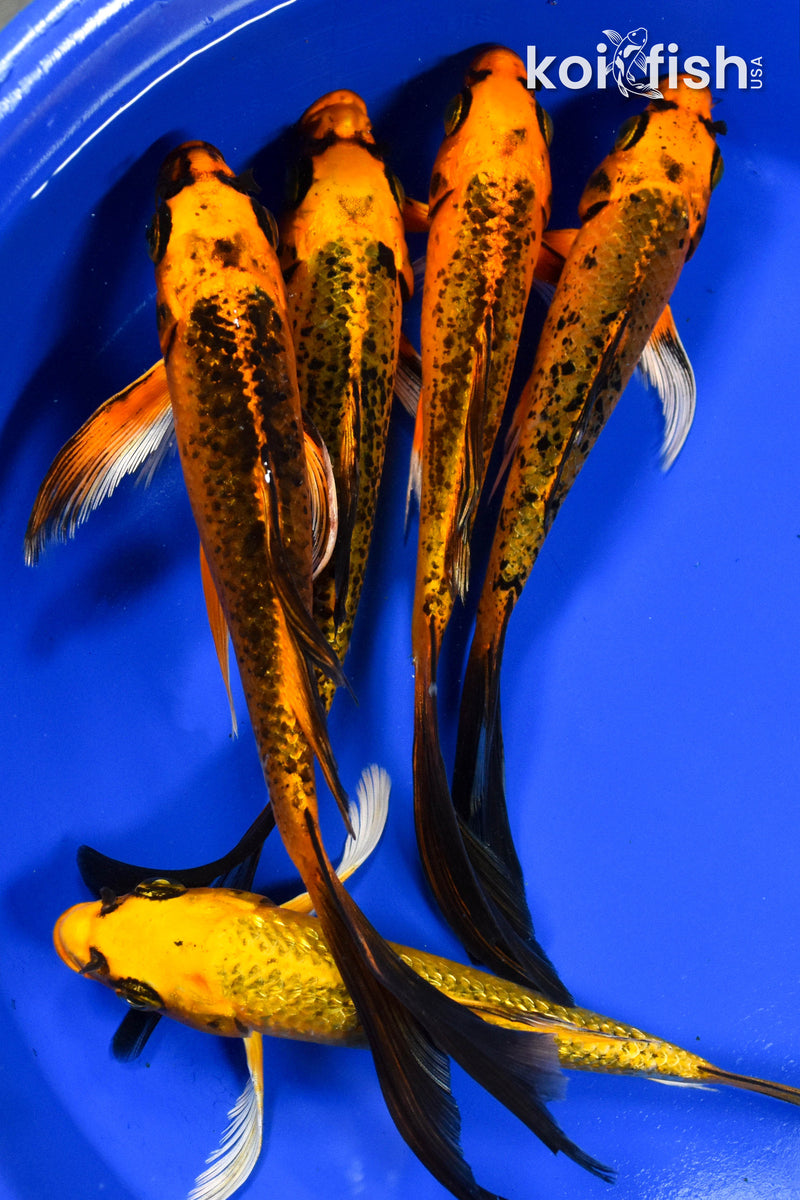 LOT OF (5) ASSORTED 7-8" MATSUBA BUTTERFLY KOI