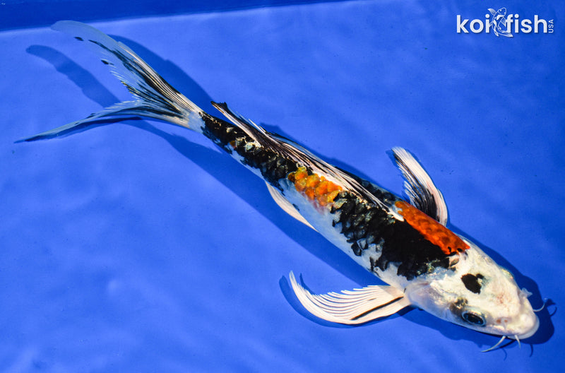 9" KIN SHOWA BUTTERFLY