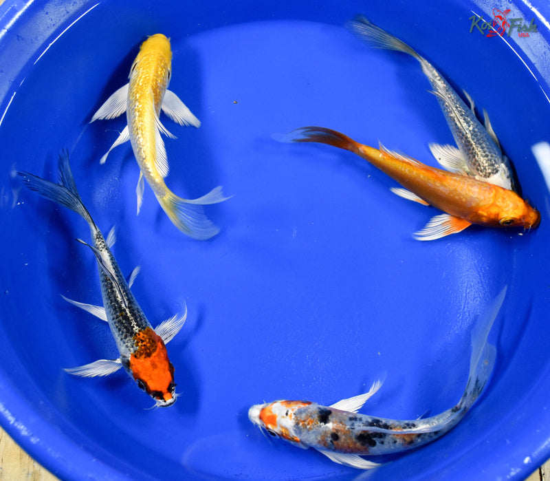 Lot of (5) 4-5" Assorted Butterfly Koi