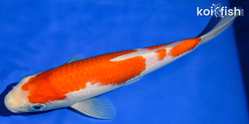 8.5" KOHAKU