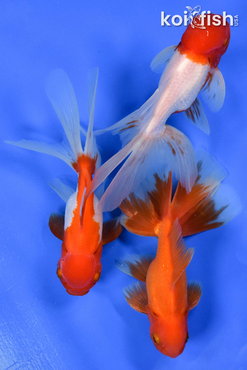 EXACT FISH - LOT OF (3) 5-6" FANTAIL GOLDFISH